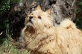 NORWICH TERRIER 037